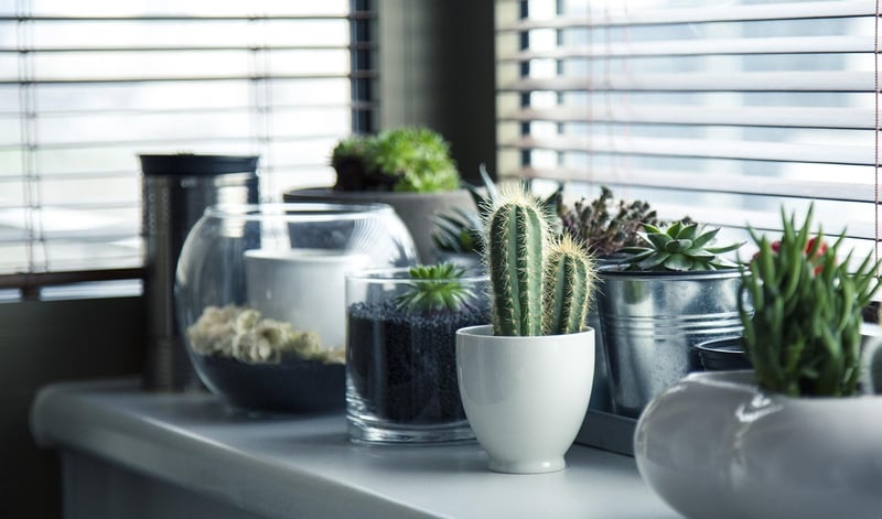 Vertical Garden Plants